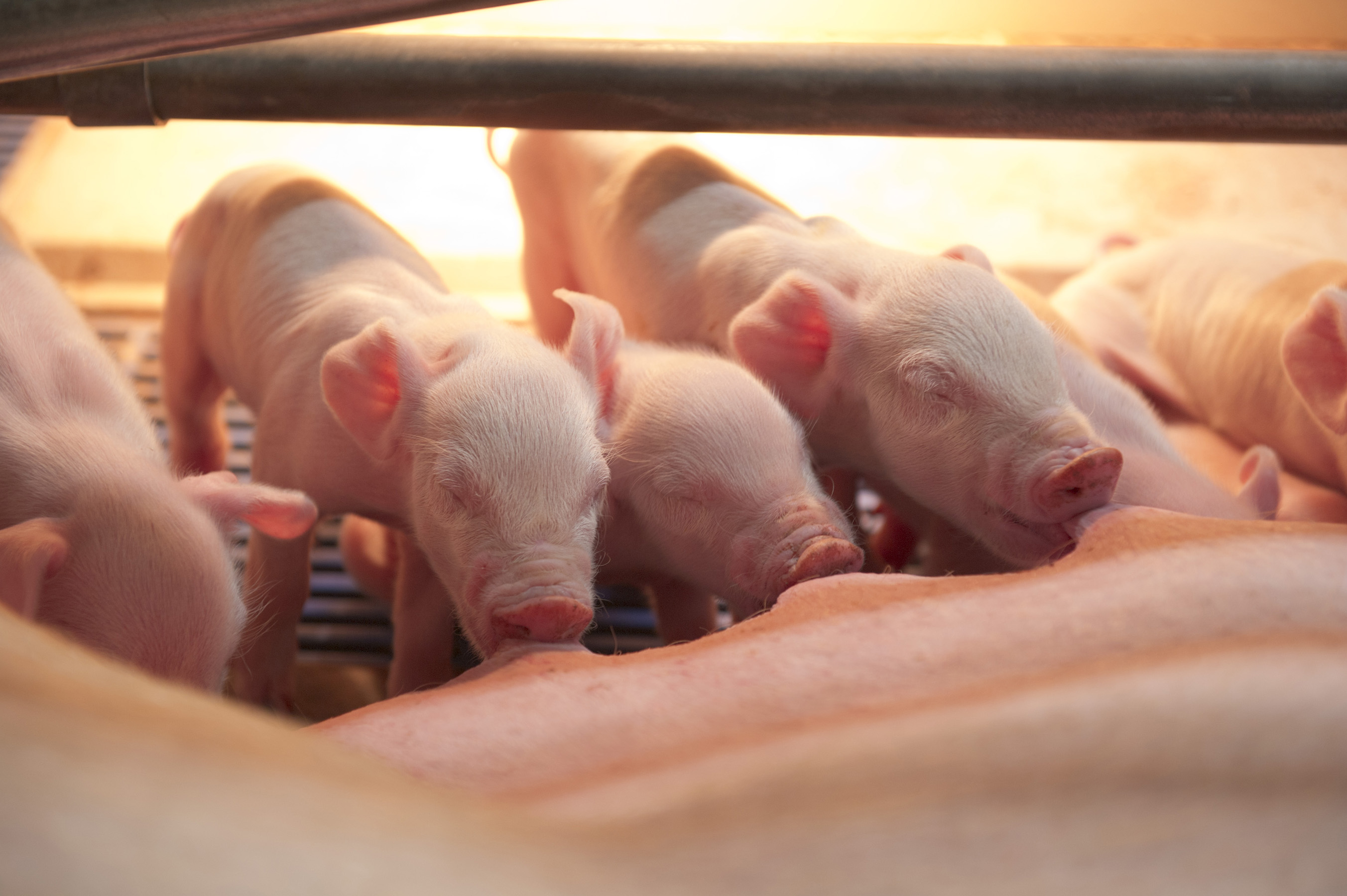 Piglets