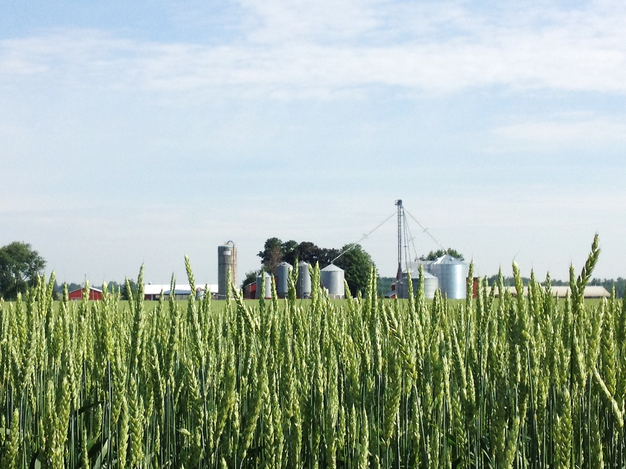 Farmer Profile Graham Learn