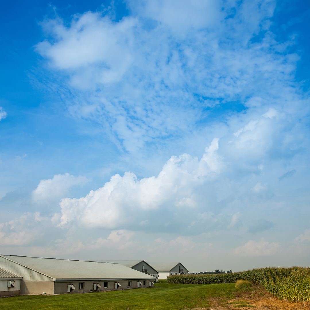 Villa Vista Farm