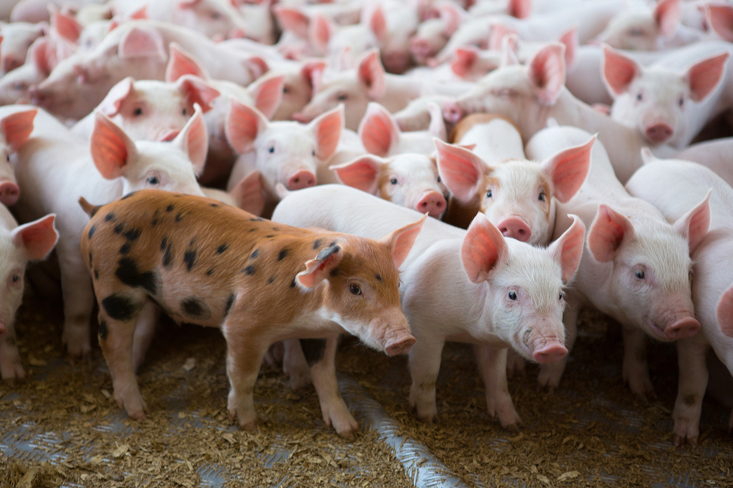 piglets